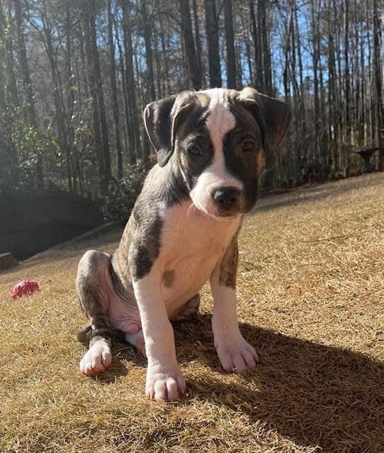 Enlarge Halston, a ADOPTABLE mixed breed in Cumming, GA image 3/6