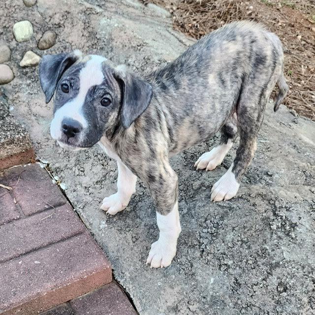 Enlarge Halston, a ADOPTABLE mixed breed in Cumming, GA image 5/6