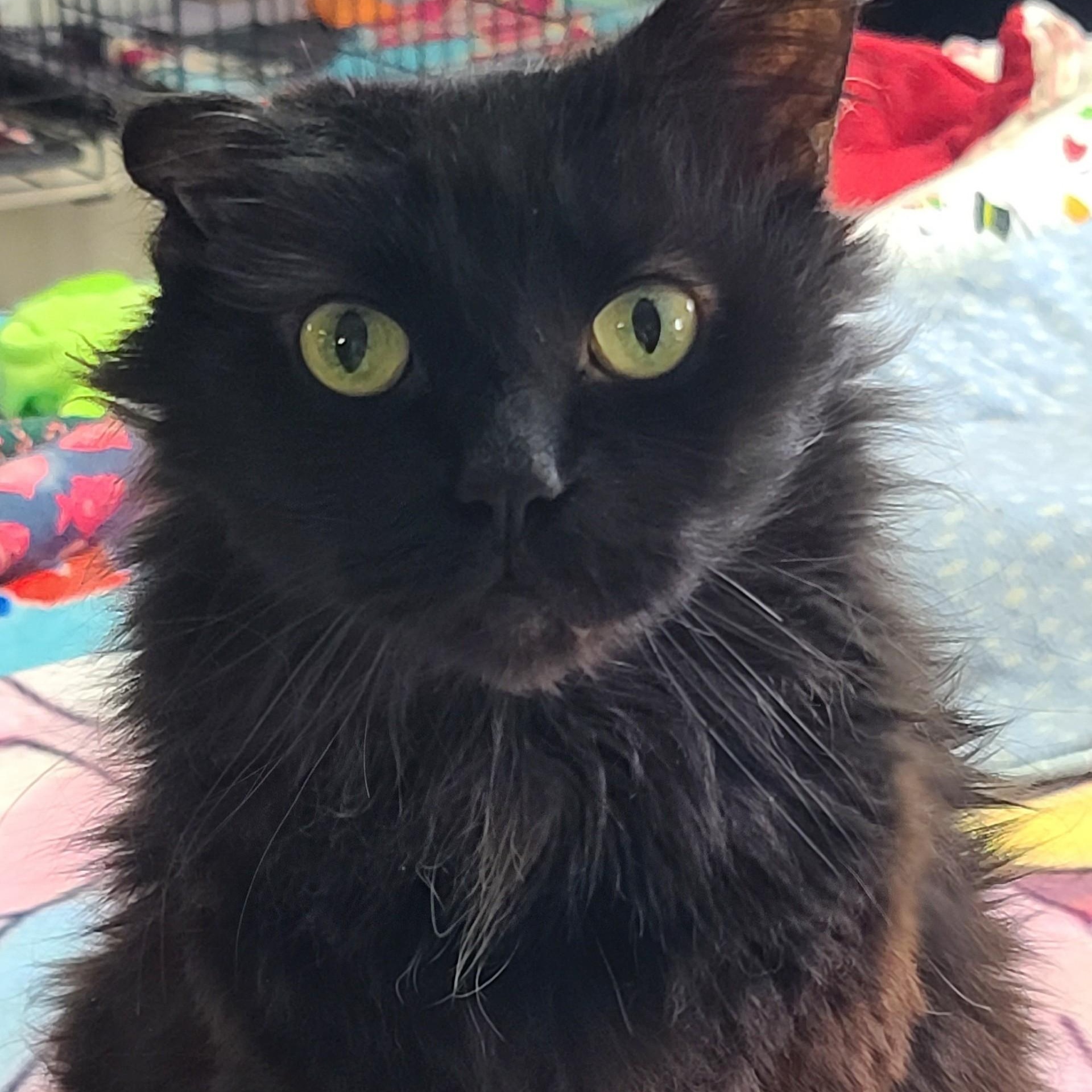 Enlarge Doodles, a ADOPTABLE mixed breed in Germansville, PA image 3/3