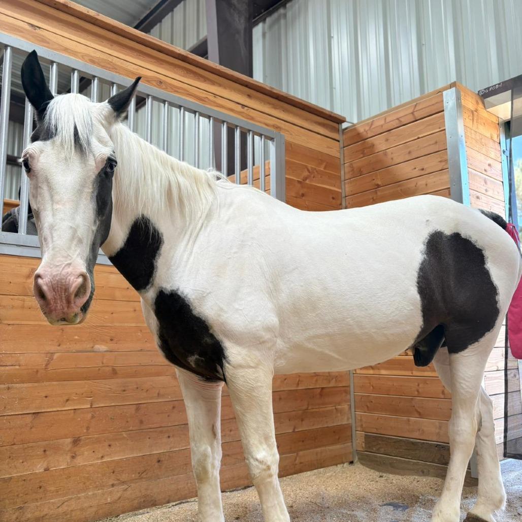 Indy, Adoptable, Senior Male Quarterhorse & Quarterhorse.