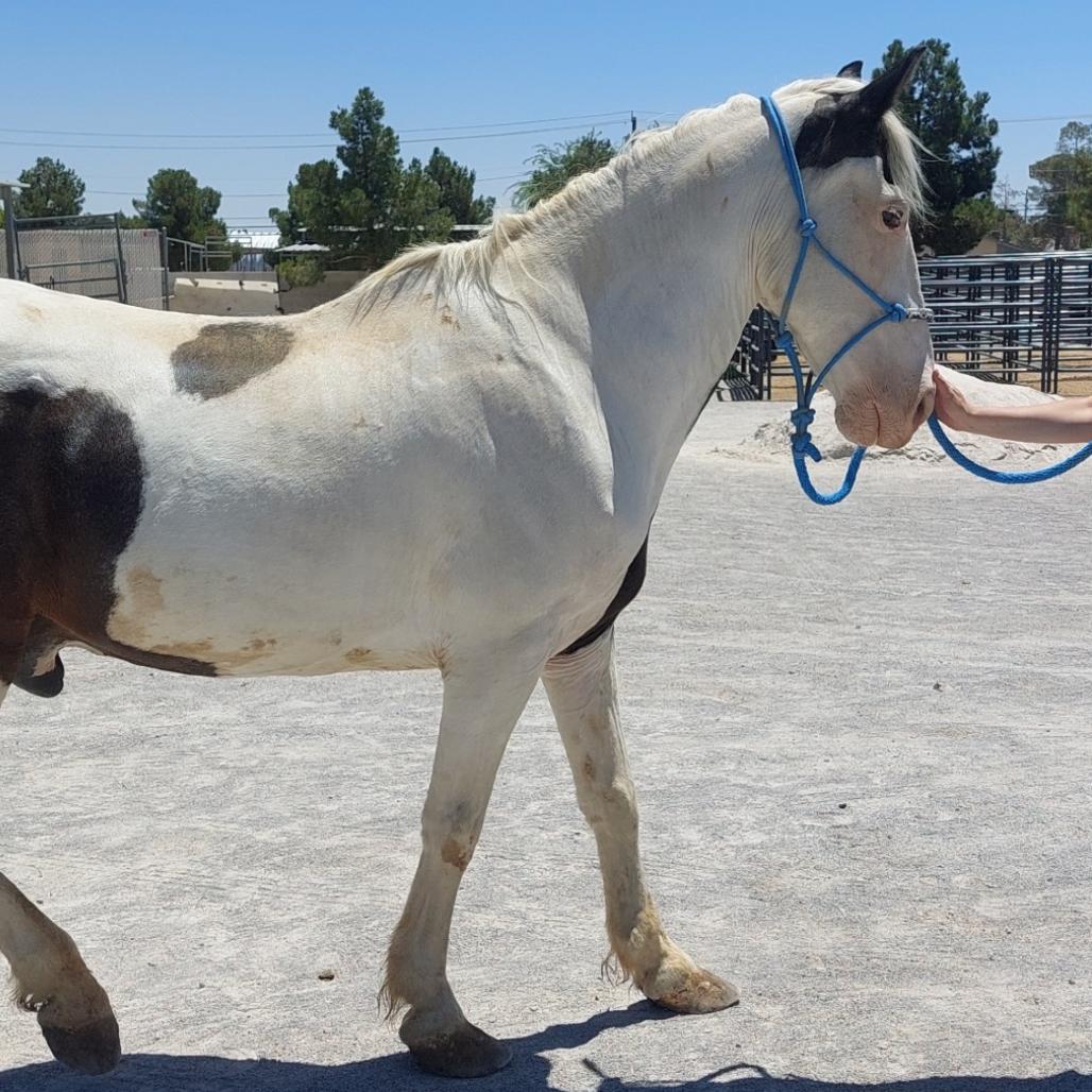 Indy, a Adoptable mixed breed in Las Vegas, NV image 2/3