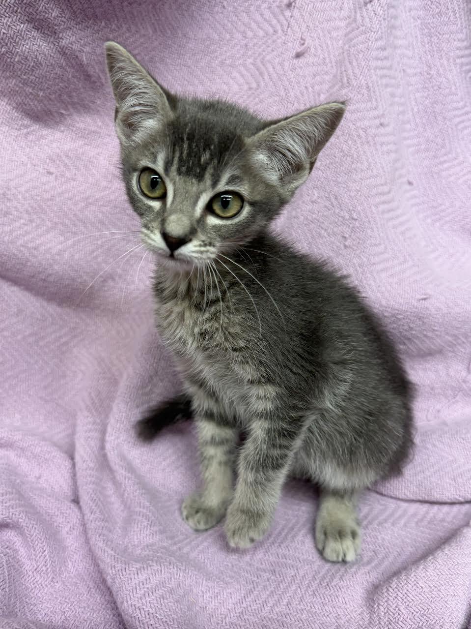 Enlarge Bella, a ADOPTABLE Domestic Short Hair in Oakdale, CA image 1/1