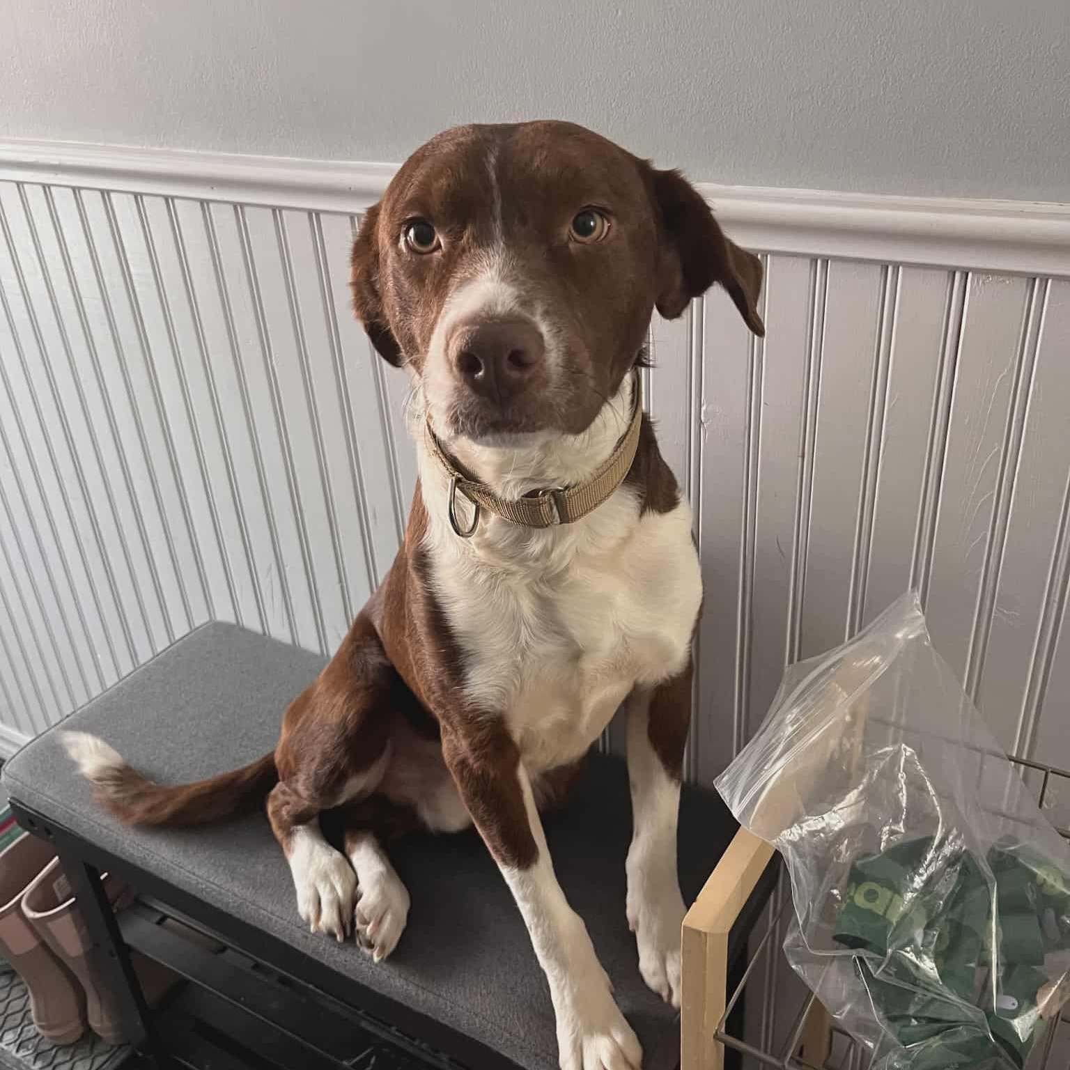 Clark, ADOPTABLE, Adult Male Labrador Retriever.