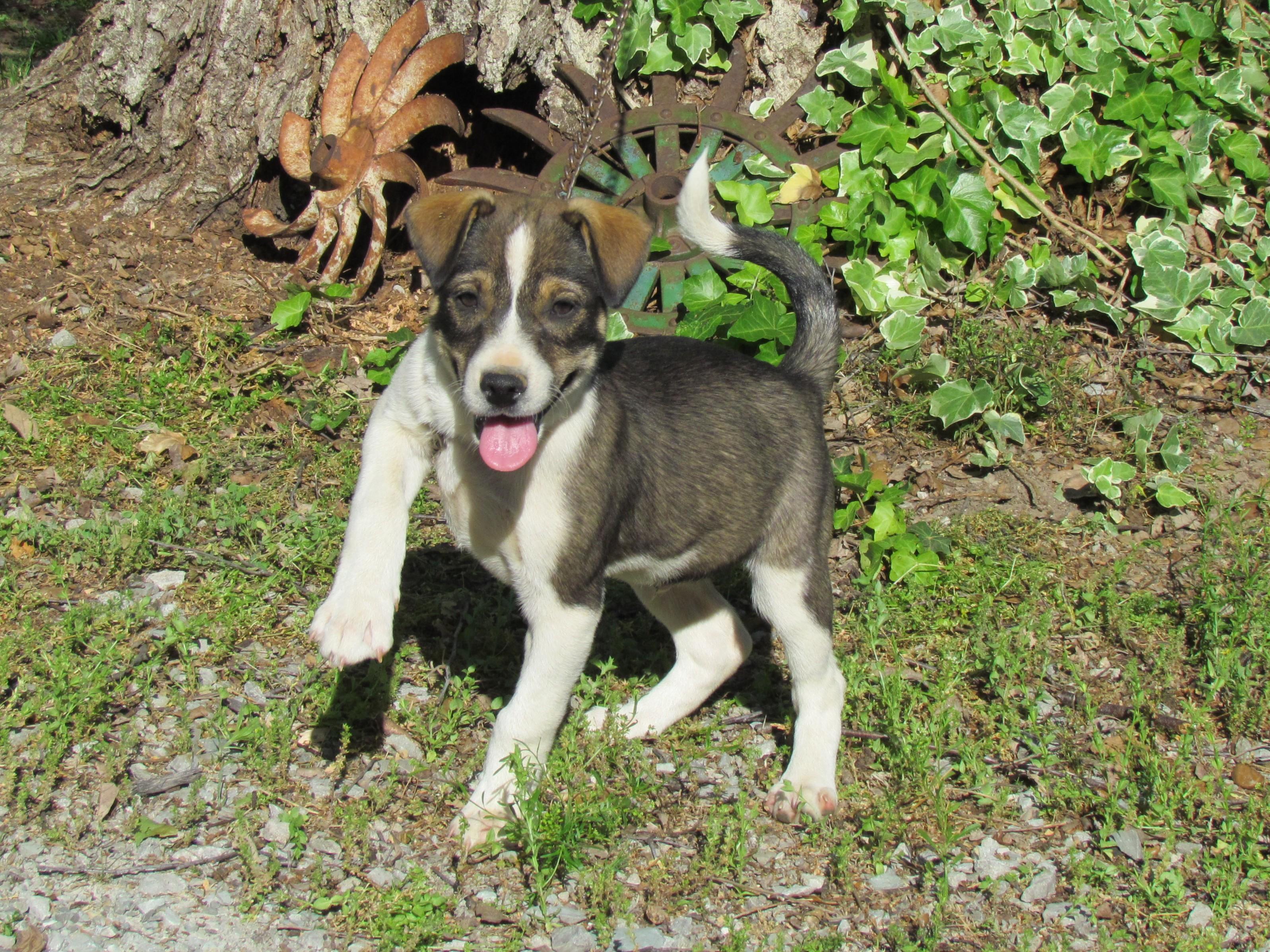 Enlarge Shad- COME MEET, a ADOPTABLE mixed breed in Medfield, MA image 2/4