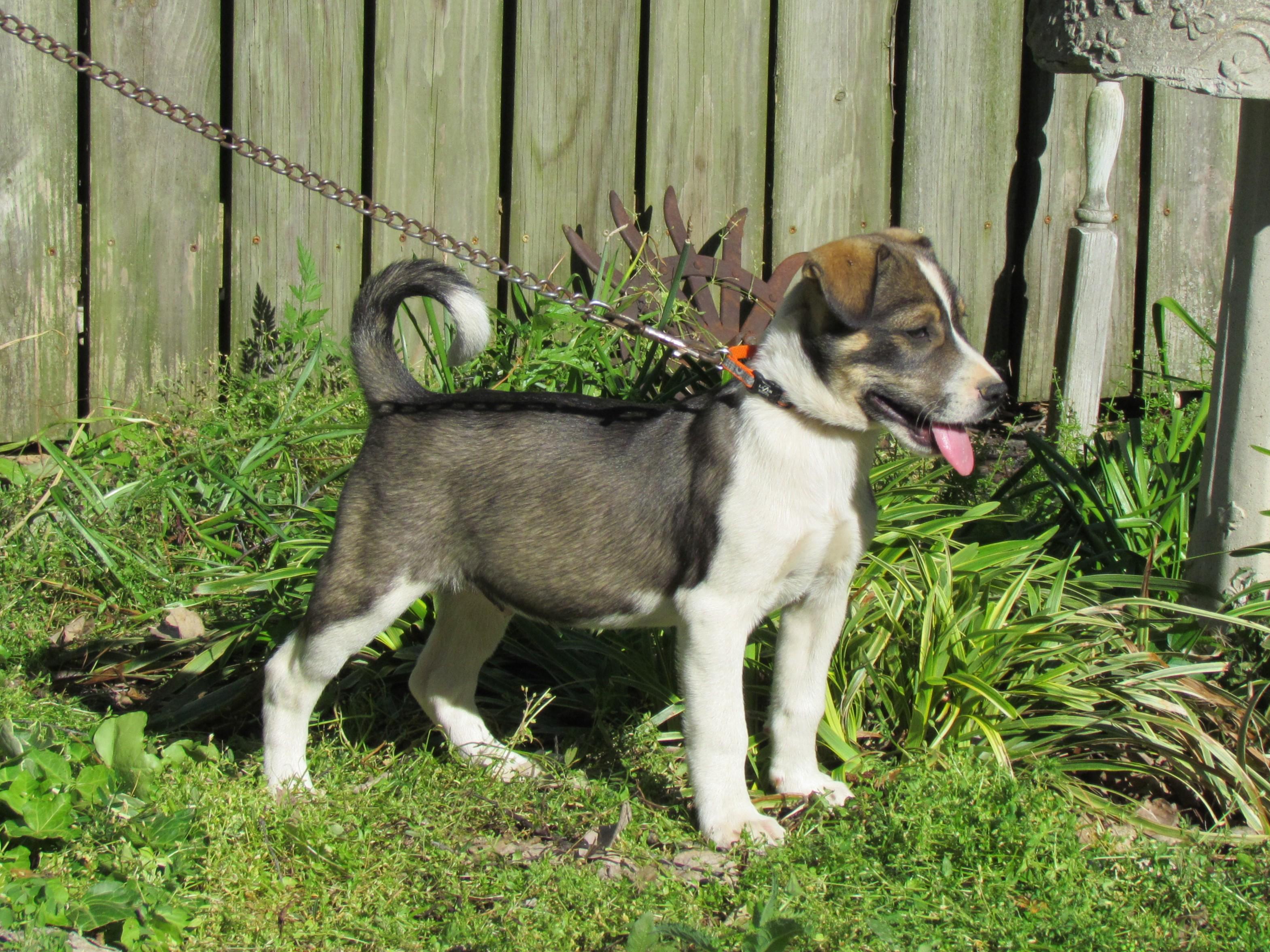 Enlarge Shad- COME MEET, a ADOPTABLE mixed breed in Medfield, MA image 1/4