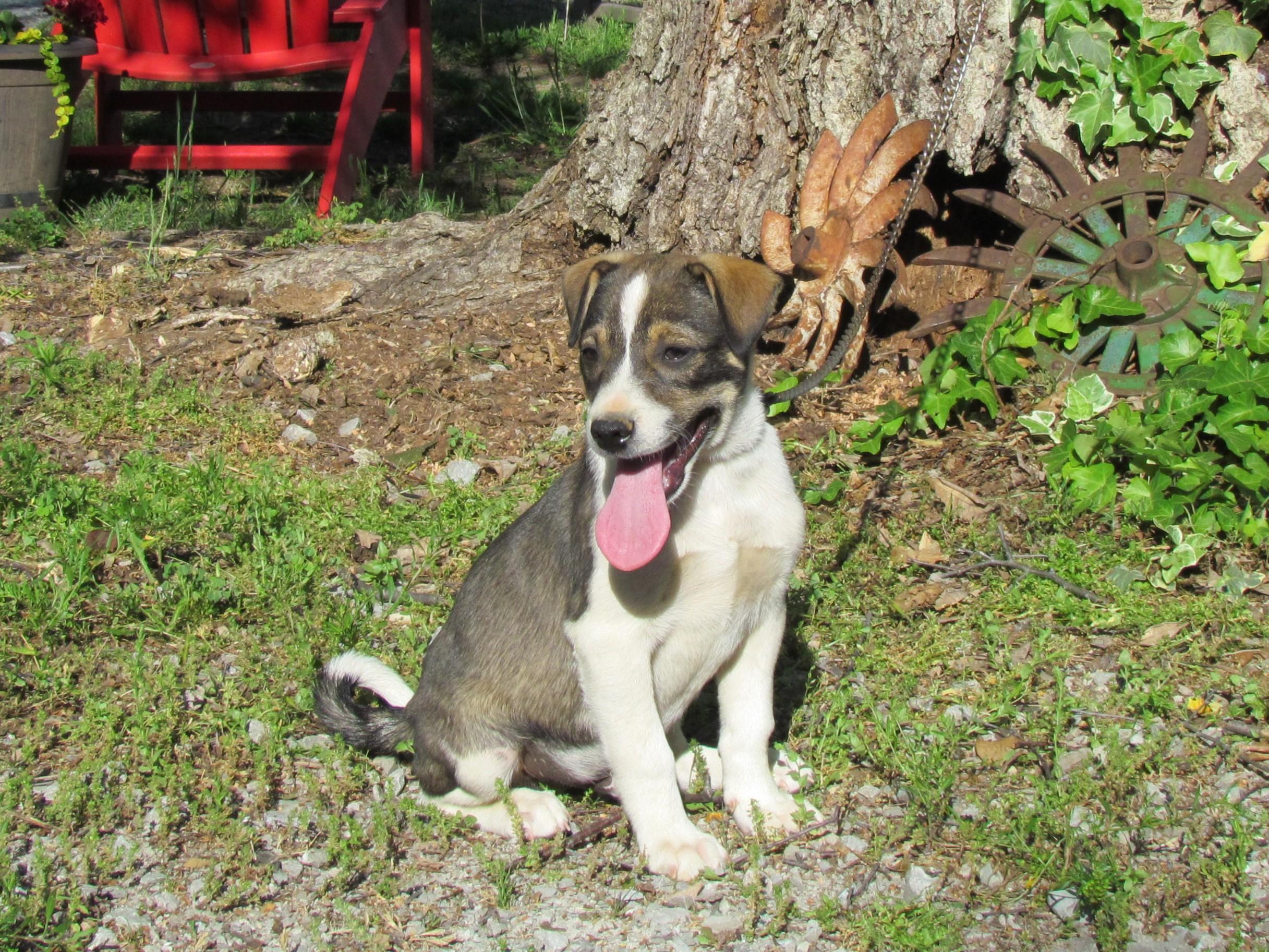 Enlarge Shad- COME MEET, a ADOPTABLE mixed breed in Medfield, MA image 3/4