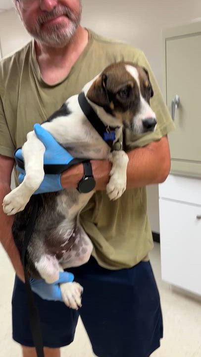 Enlarge Shad- COME MEET, a ADOPTABLE mixed breed in Medfield, MA video 4/4