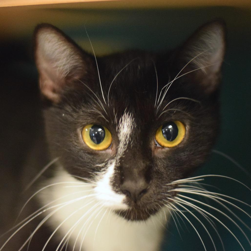Donna Karen, Adoptable, Young Female Domestic Short Hair.