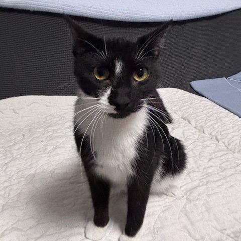 Donna Karen, a Adoptable Domestic Short Hair in Belleville, IL image 2/6