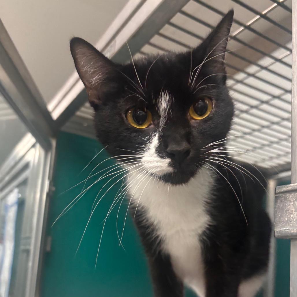 Donna Karen, a Adoptable Domestic Short Hair in Belleville, IL image 3/6