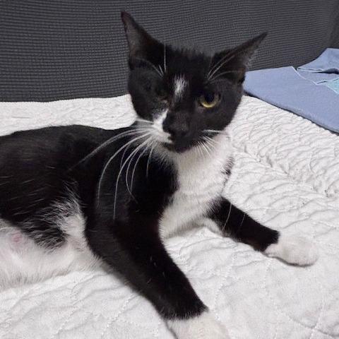 Donna Karen, a Adoptable Domestic Short Hair in Belleville, IL image 4/6