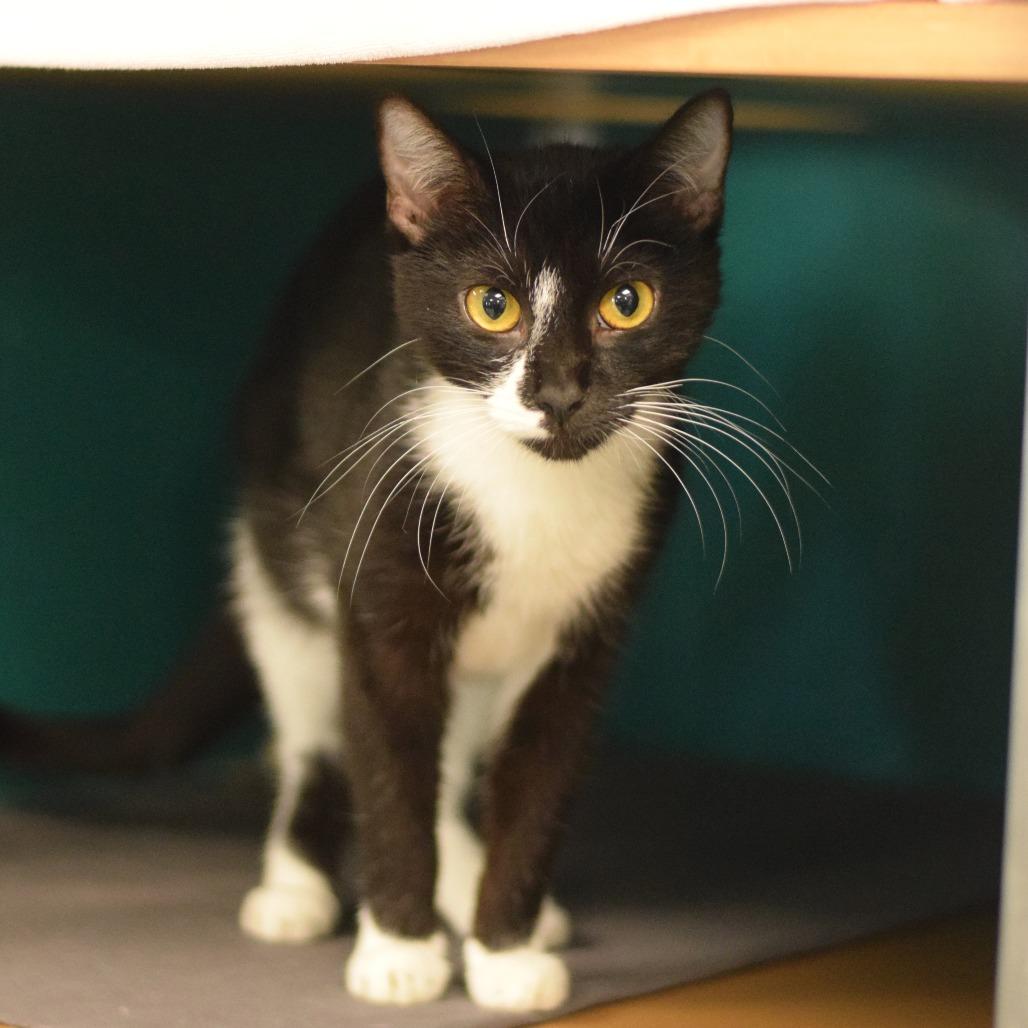 Donna Karen, a Adoptable Domestic Short Hair in Belleville, IL image 5/6