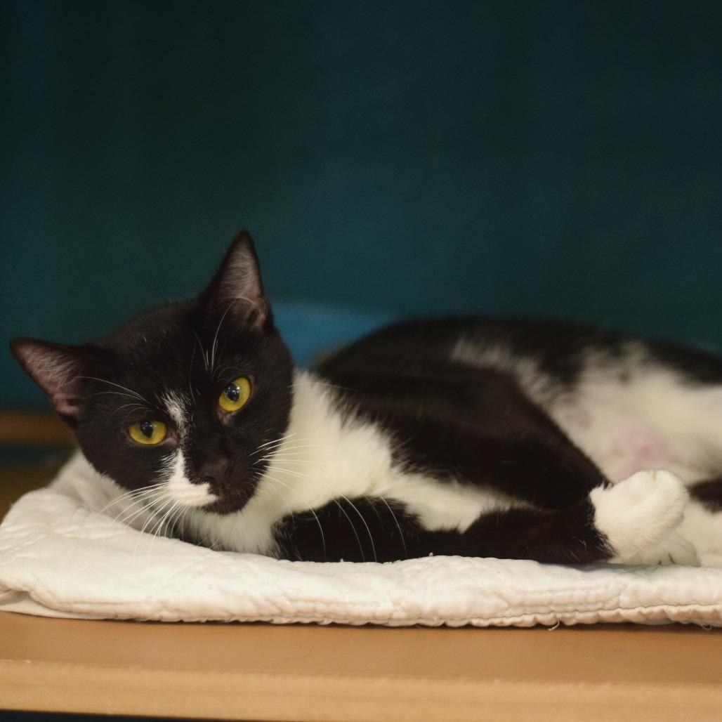 Donna Karen, a Adoptable Domestic Short Hair in Belleville, IL image 6/6
