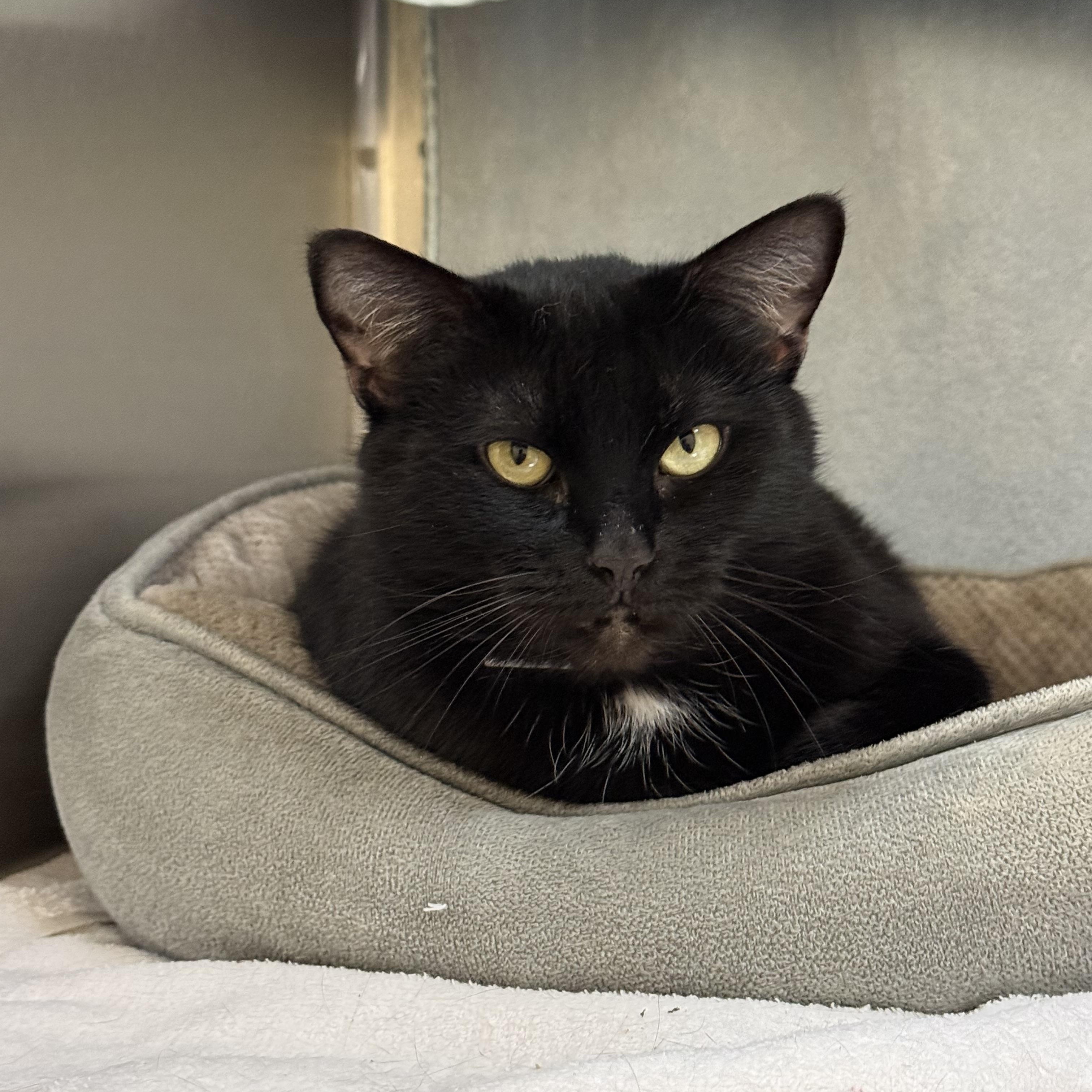 Elsa, ADOPTABLE, Adult Female Domestic Short Hair.