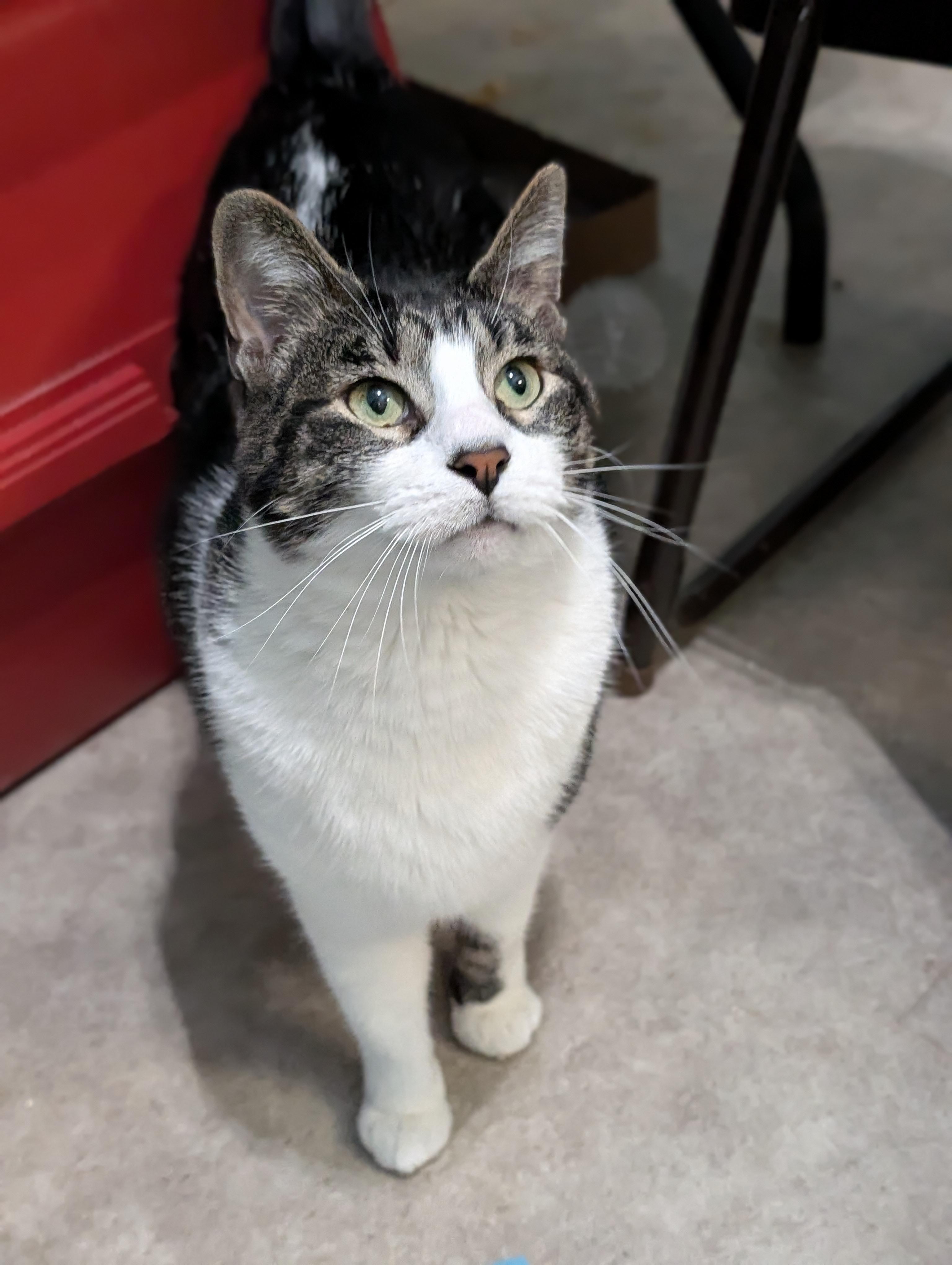 Karna, adopted, Adult Male Domestic Short Hair.