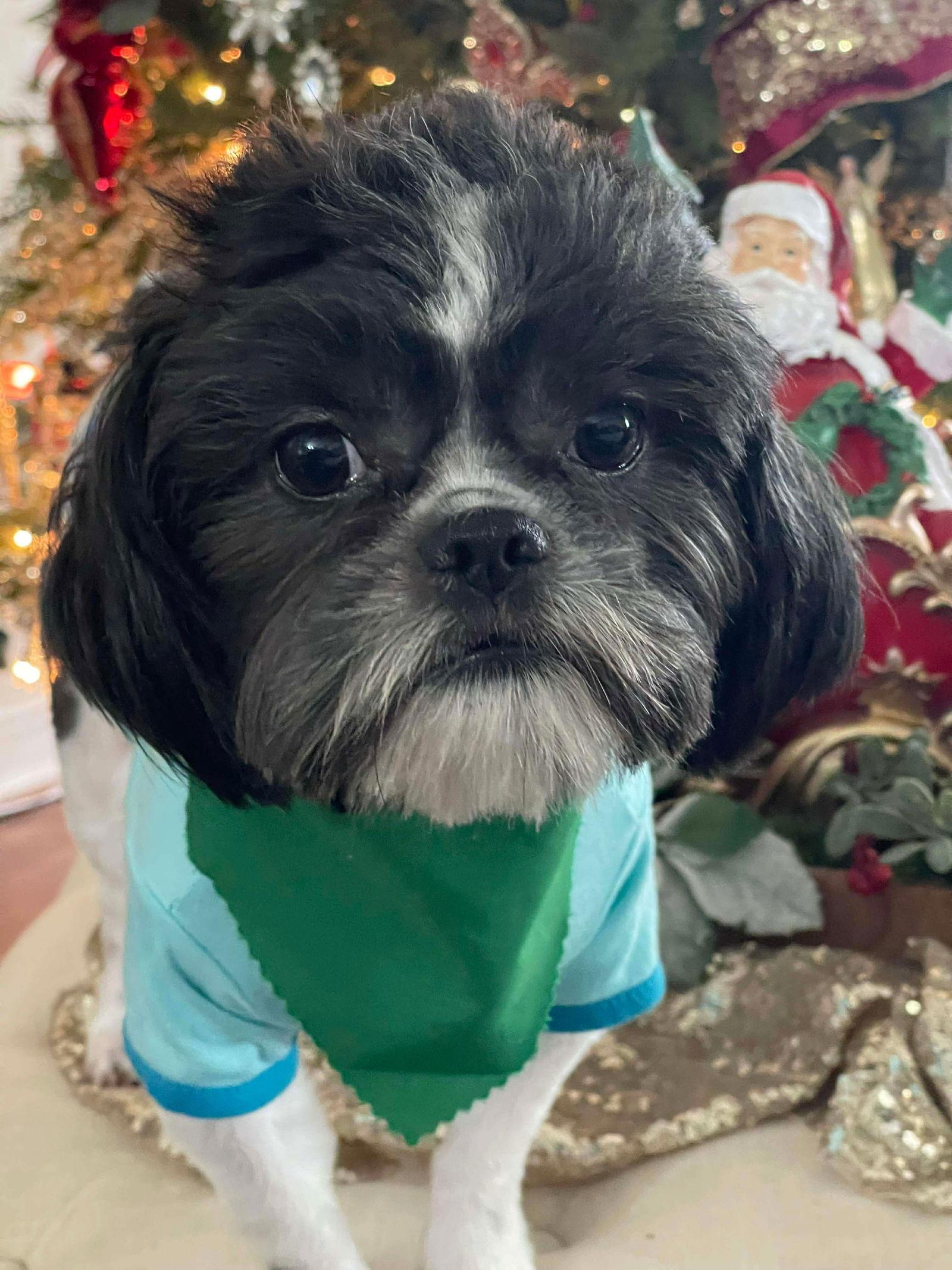 Enlarge Dasher (Dash), a Adoptable Mixed Breed in Ridgefield, CT image 1/3