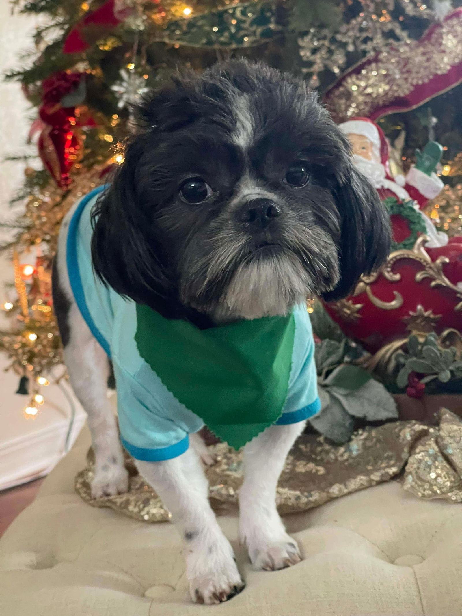 Enlarge Dasher (Dash), a Adoptable Mixed Breed in Ridgefield, CT image 2/3