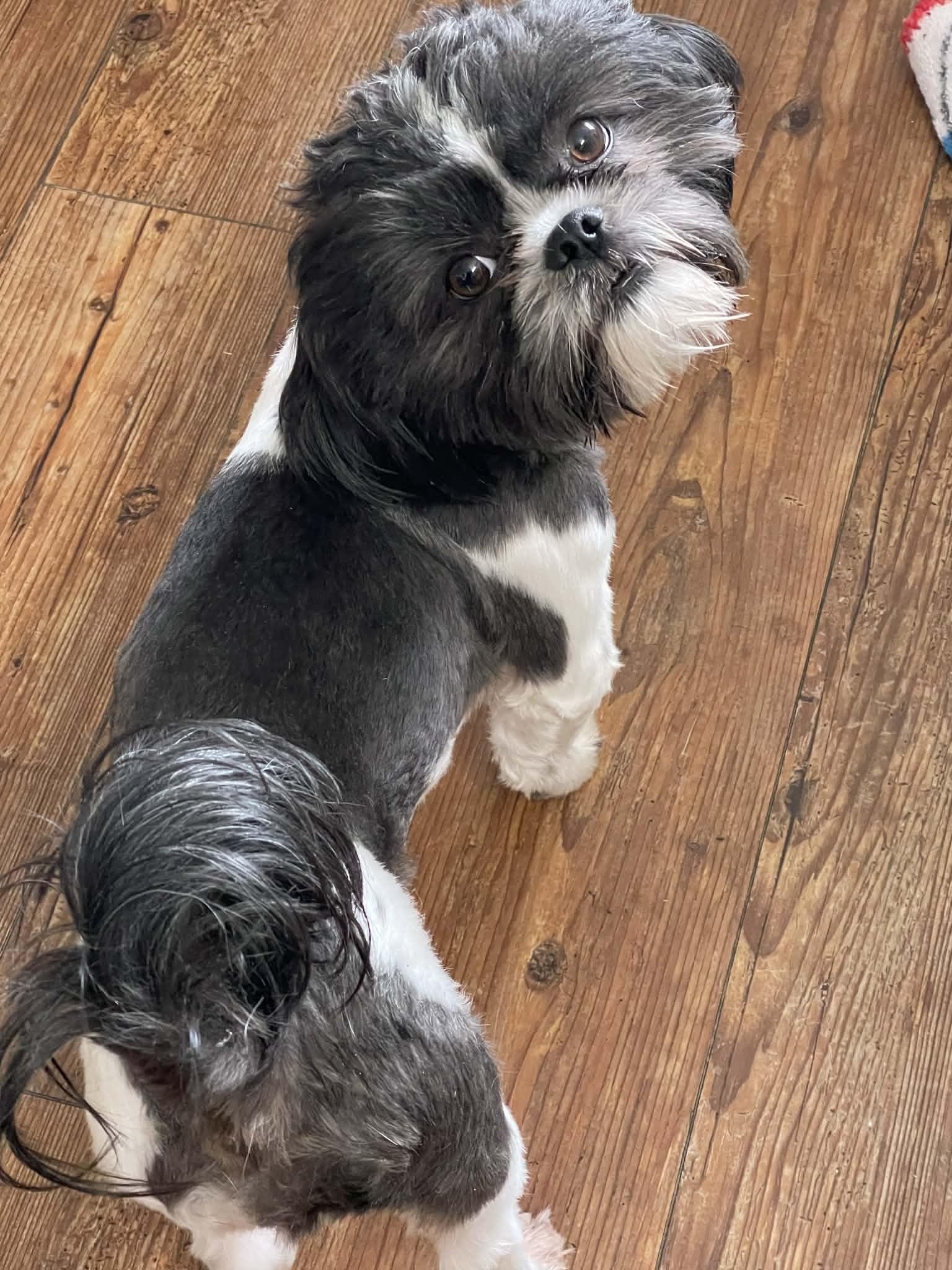Dasher (Dash), Adoptable, Young Male Shih Tzu.