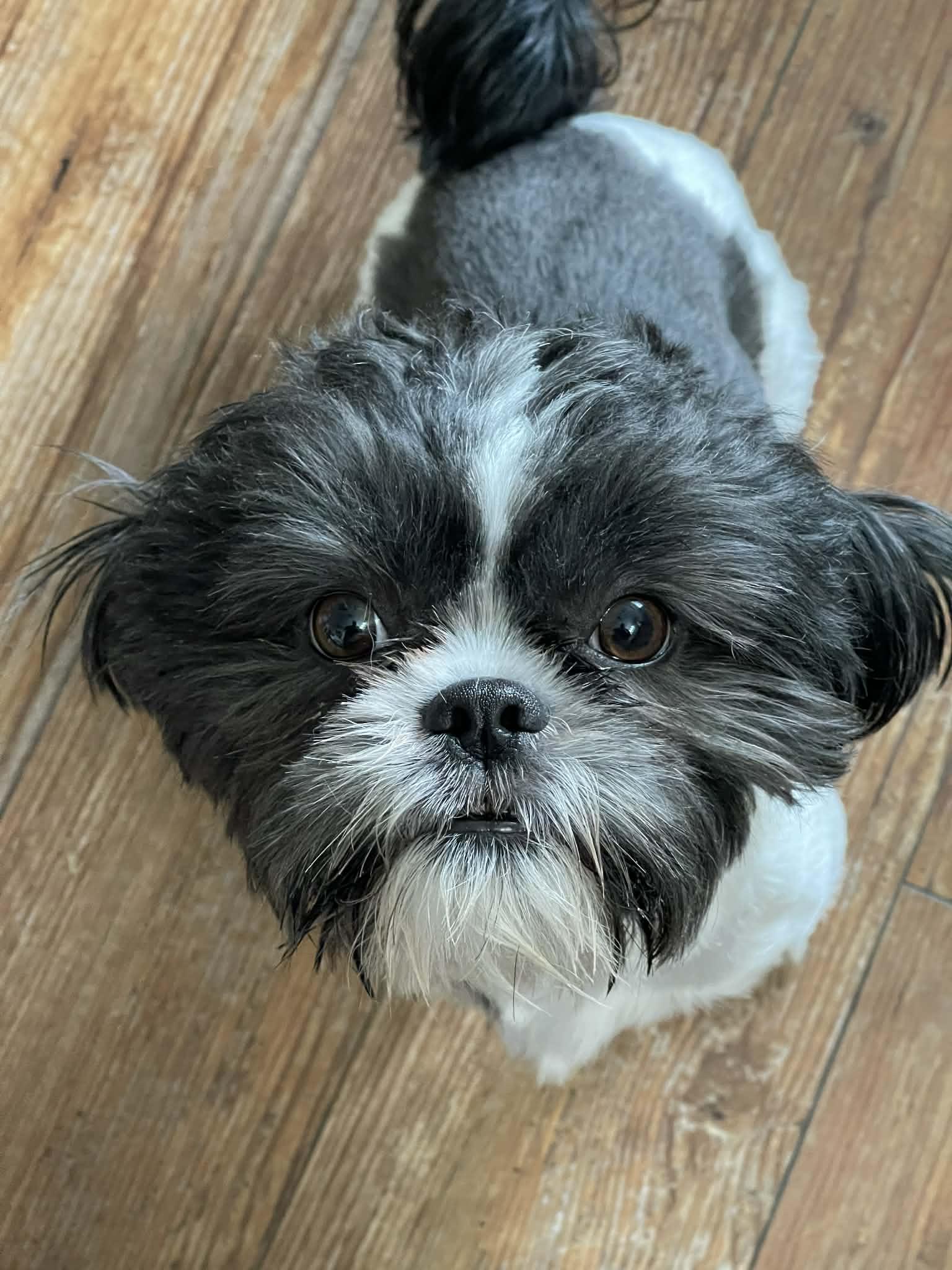 Enlarge Dasher (Dash), a Adoptable Shih Tzu in Ridgefield, CT image 2/3