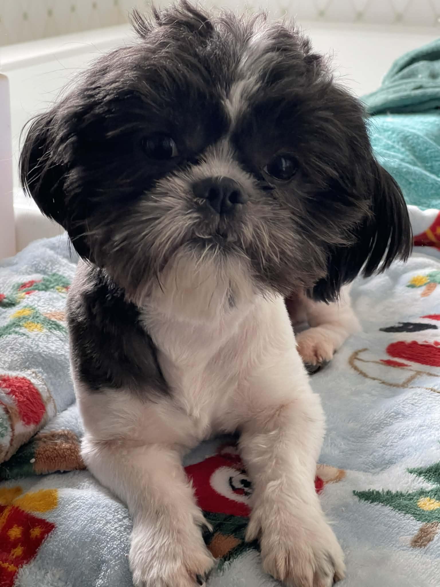 Enlarge Dasher (Dash), a Adoptable Shih Tzu in Ridgefield, CT image 3/3