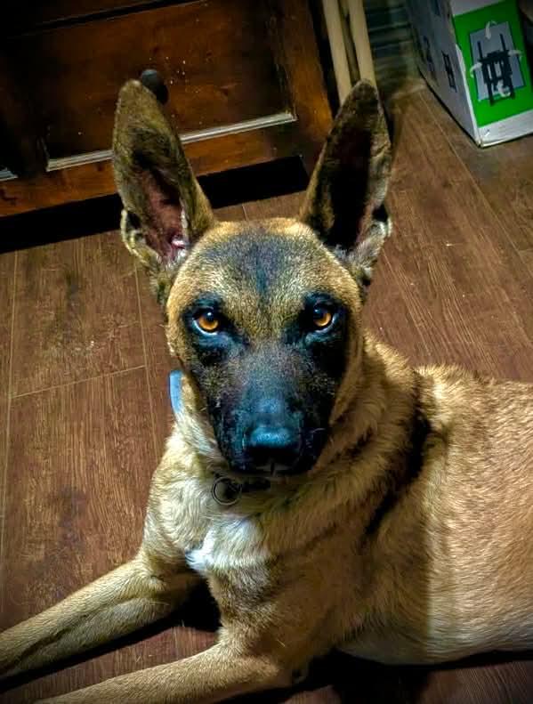 Chap, a Adoptable Belgian Shepherd / Malinois in Houston , TX image 1/6