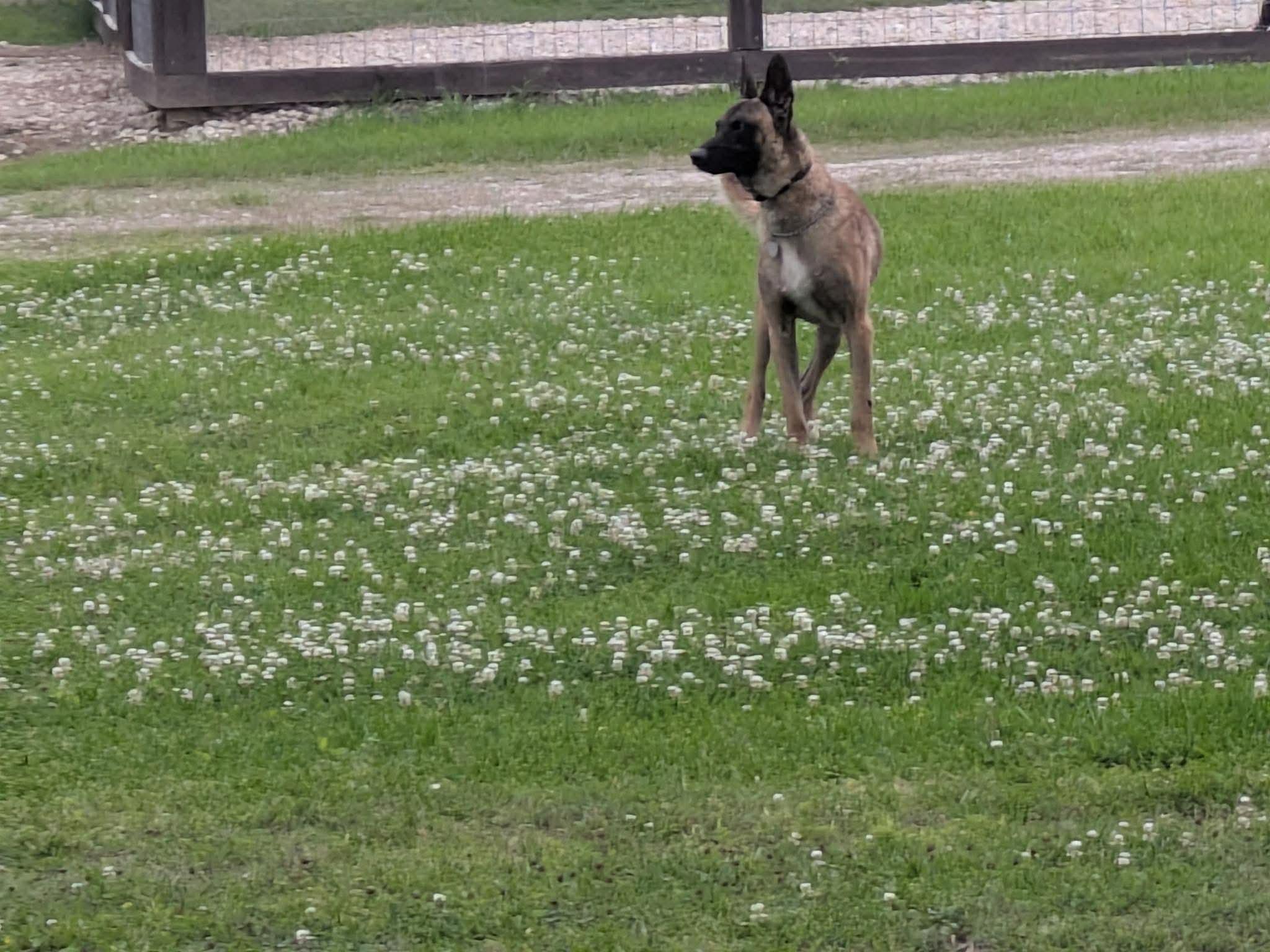 Chap, a Adoptable Belgian Shepherd / Malinois in Houston , TX image 2/6