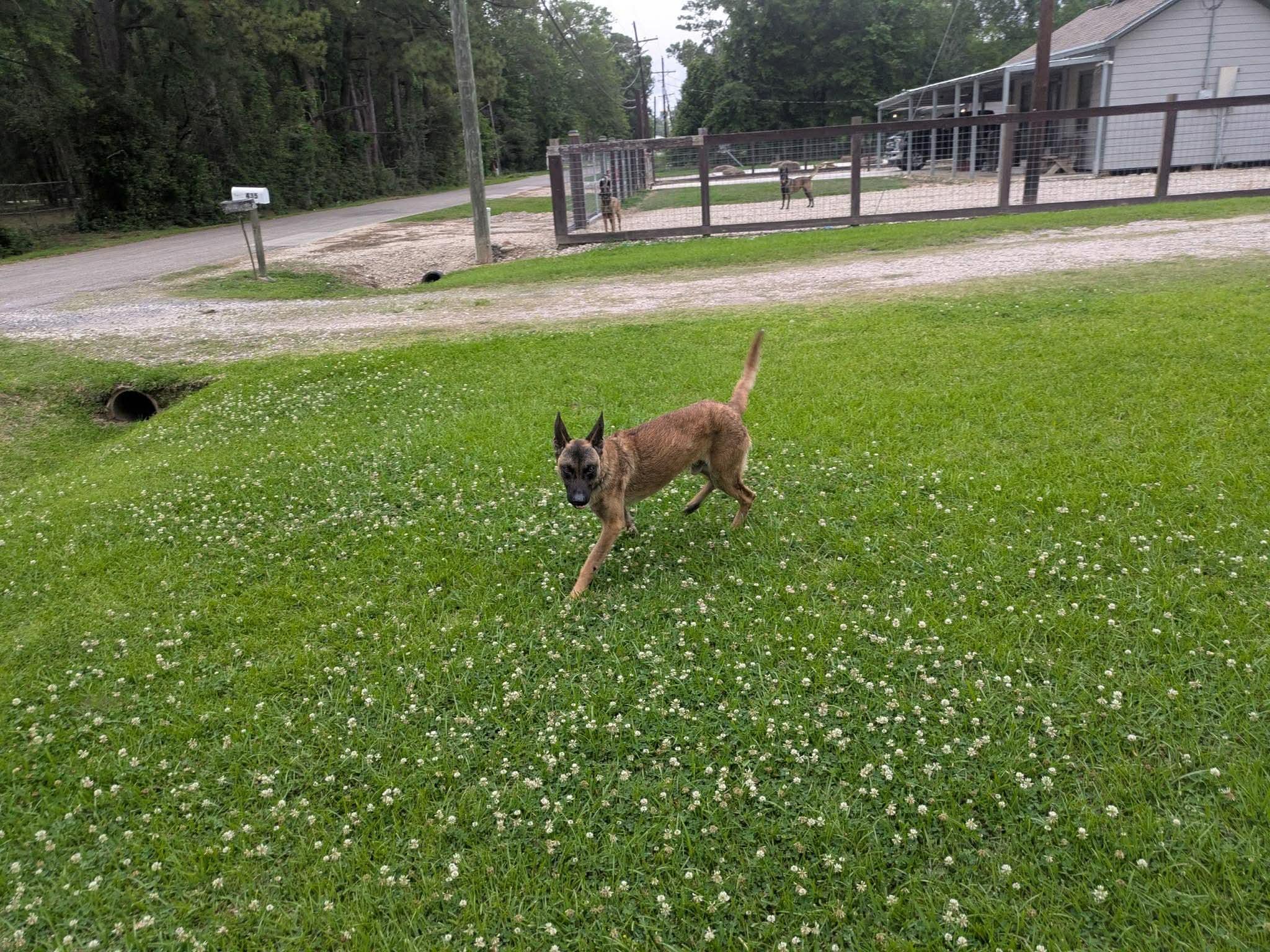Chap, a Adoptable Belgian Shepherd / Malinois in Houston , TX image 4/6