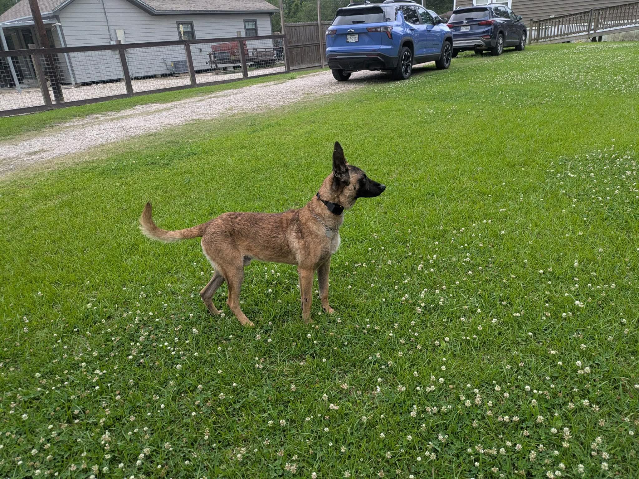 Chap, a Adoptable Belgian Shepherd / Malinois in Houston , TX image 5/6