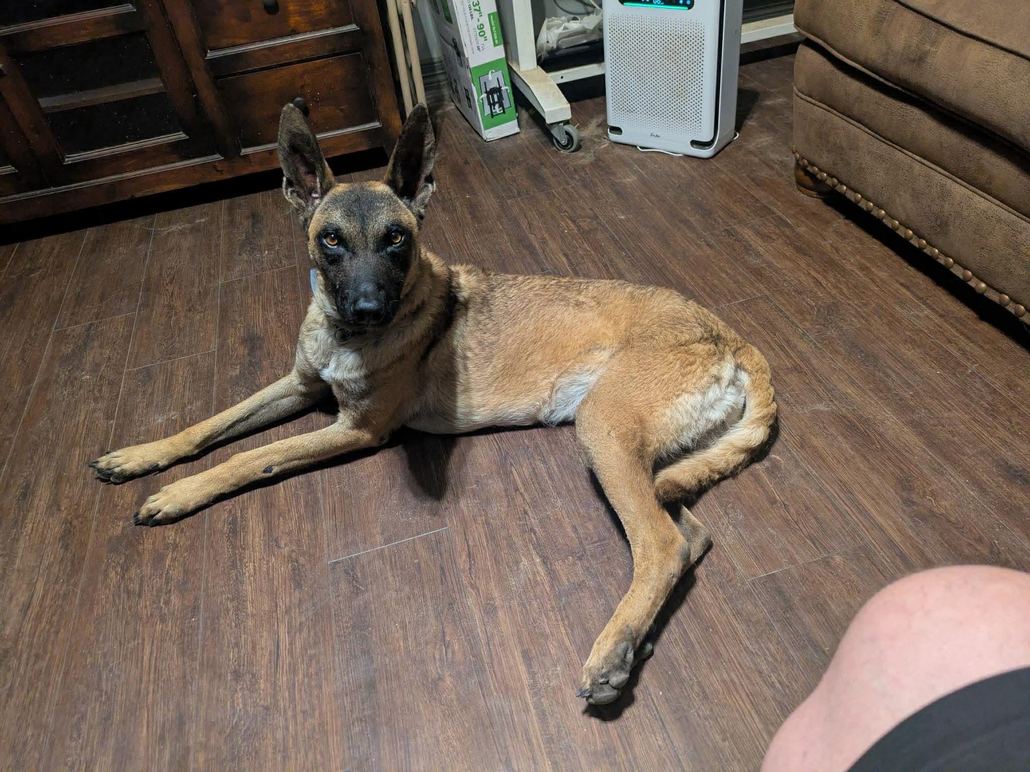 Chap, a Adoptable Belgian Shepherd / Malinois in Houston , TX image 6/6