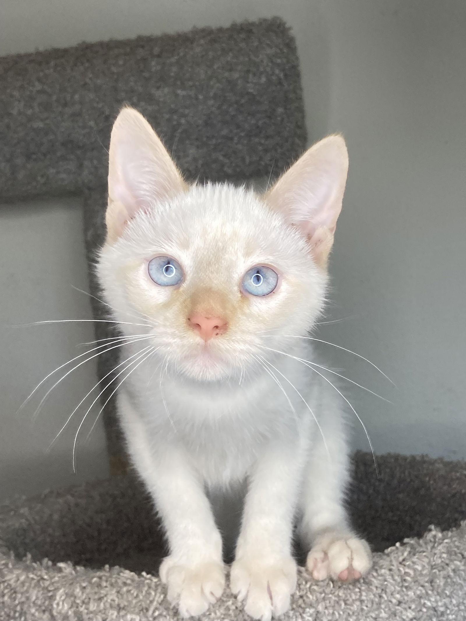 Enlarge MORRISON, a Adoptable mixed breed in San Diego, CA image 1/3