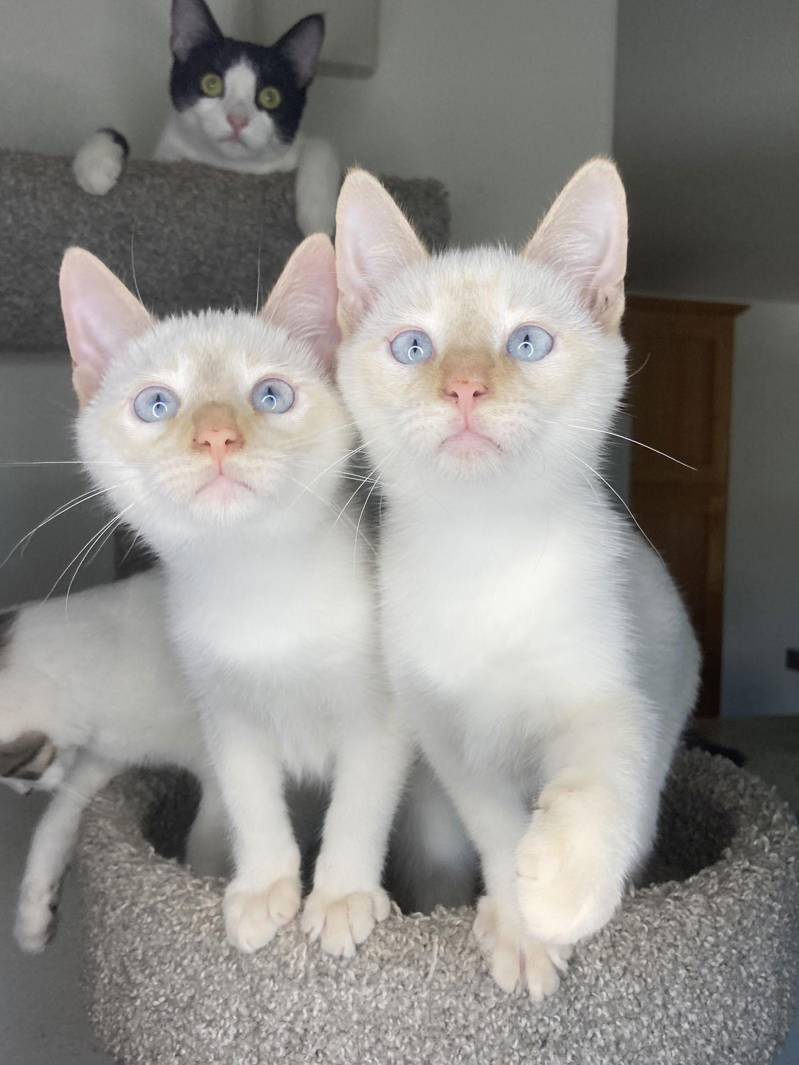 Enlarge MORRISON, a Adoptable mixed breed in San Diego, CA image 2/3