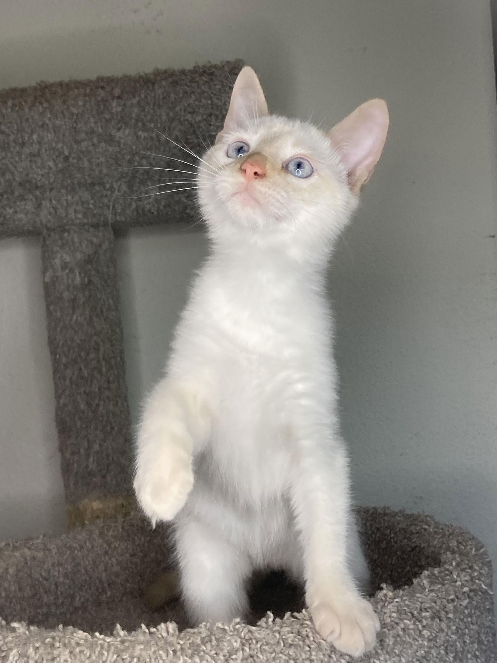 Enlarge MORRISON, a Adoptable mixed breed in San Diego, CA image 3/3