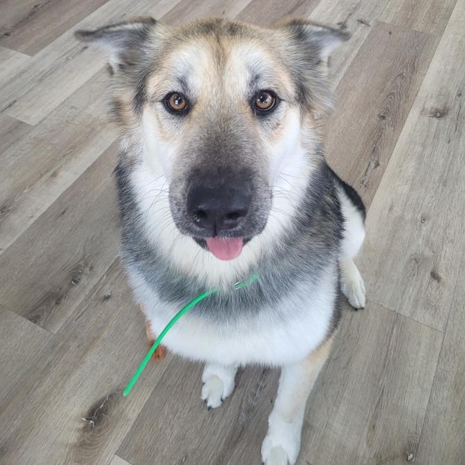 Enlarge Missy, a Adoptable mixed breed in Idaho Falls, ID image 1/6