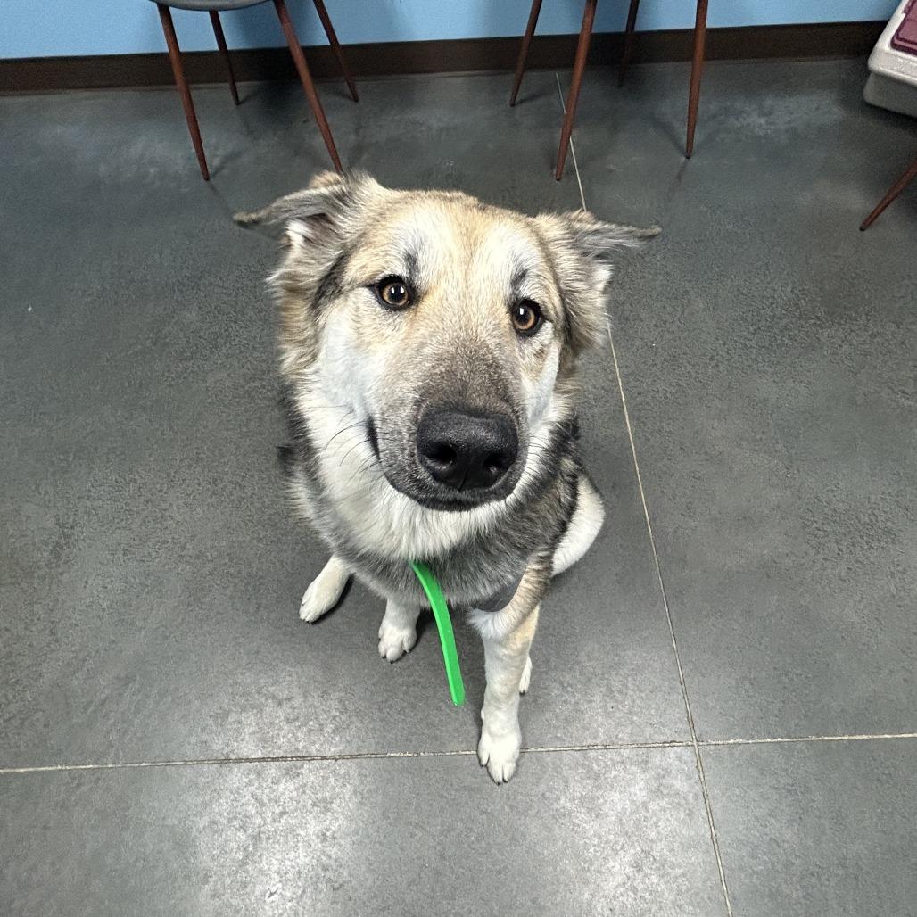 Enlarge Missy, a Adoptable mixed breed in Idaho Falls, ID image 2/6