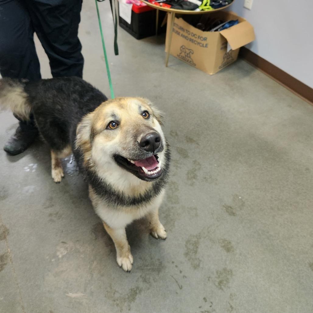 Enlarge Missy, a Adoptable mixed breed in Idaho Falls, ID image 3/6