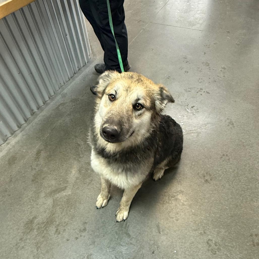 Enlarge Missy, a Adoptable mixed breed in Idaho Falls, ID image 4/6