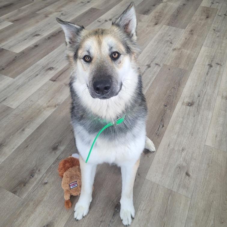 Enlarge Missy, a Adoptable mixed breed in Idaho Falls, ID image 5/6