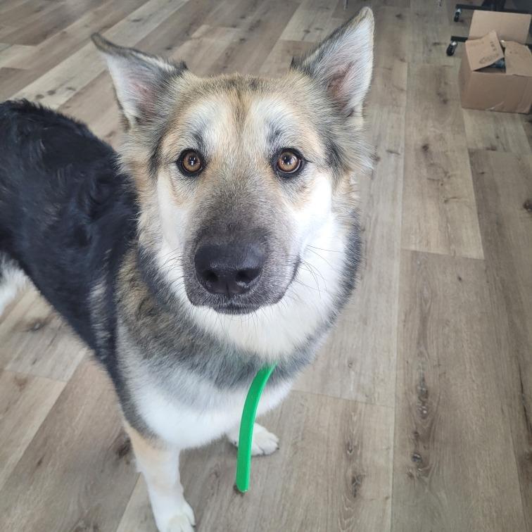 Enlarge Missy, a Adoptable mixed breed in Idaho Falls, ID image 6/6