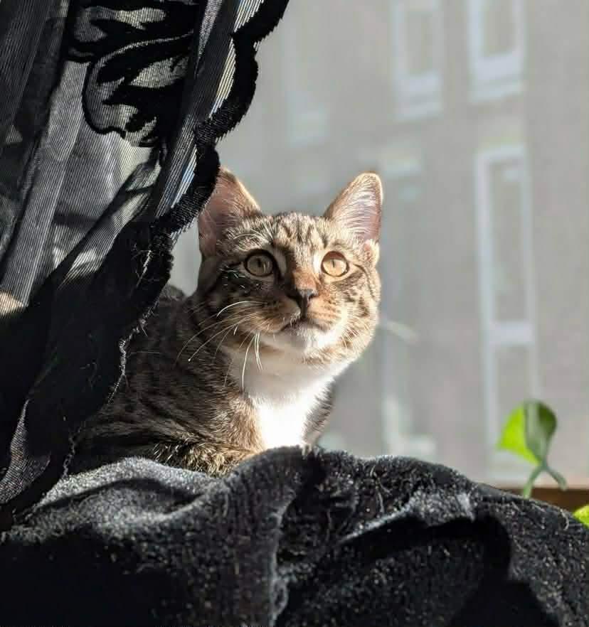 Tiabeanie , Adoptable, Young Female Tabby & Domestic Short Hair.