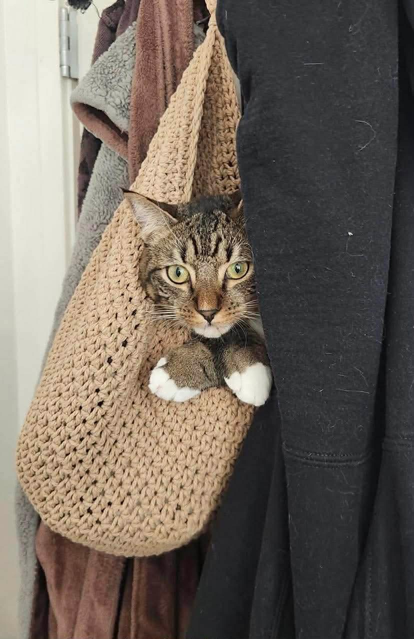 Tiabeanie , Adoptable, Kitten Female Tabby & Domestic Short Hair.