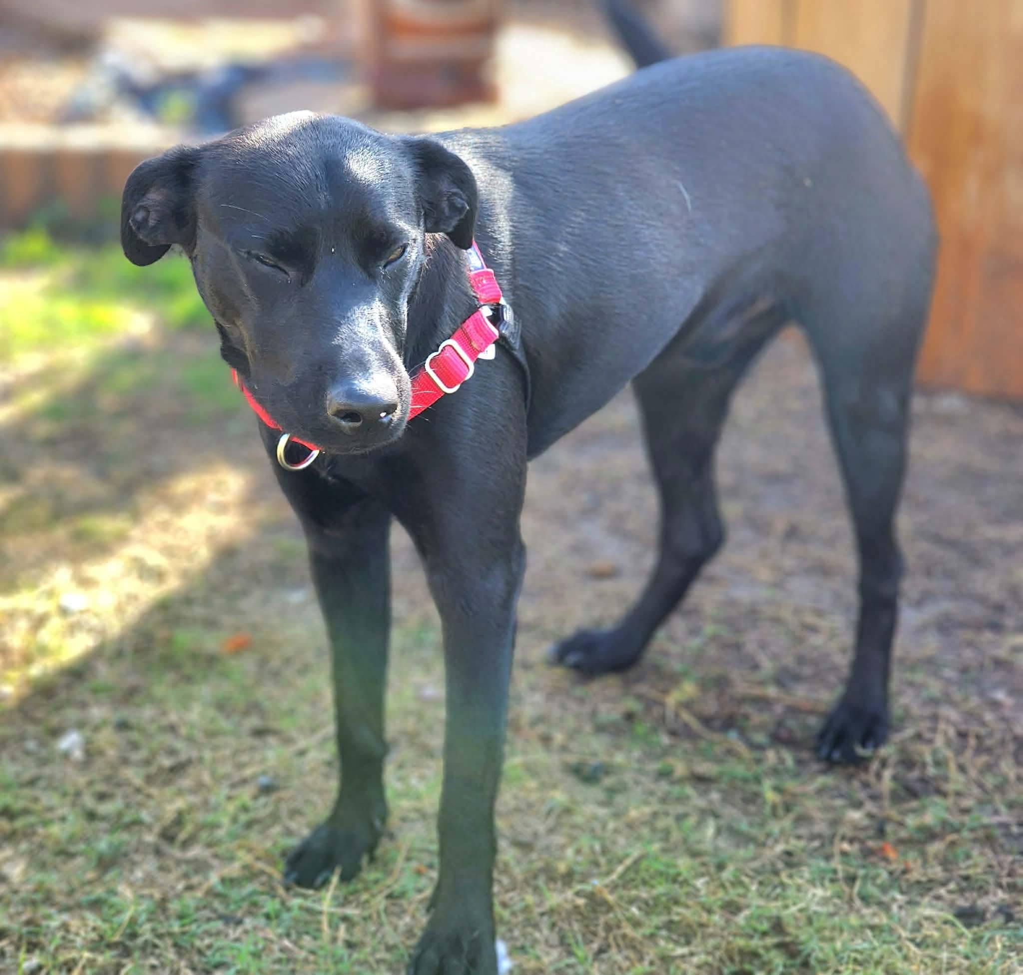 Xavier, a Adoptable Labrador Retriever in Hartford, CT image 2/6