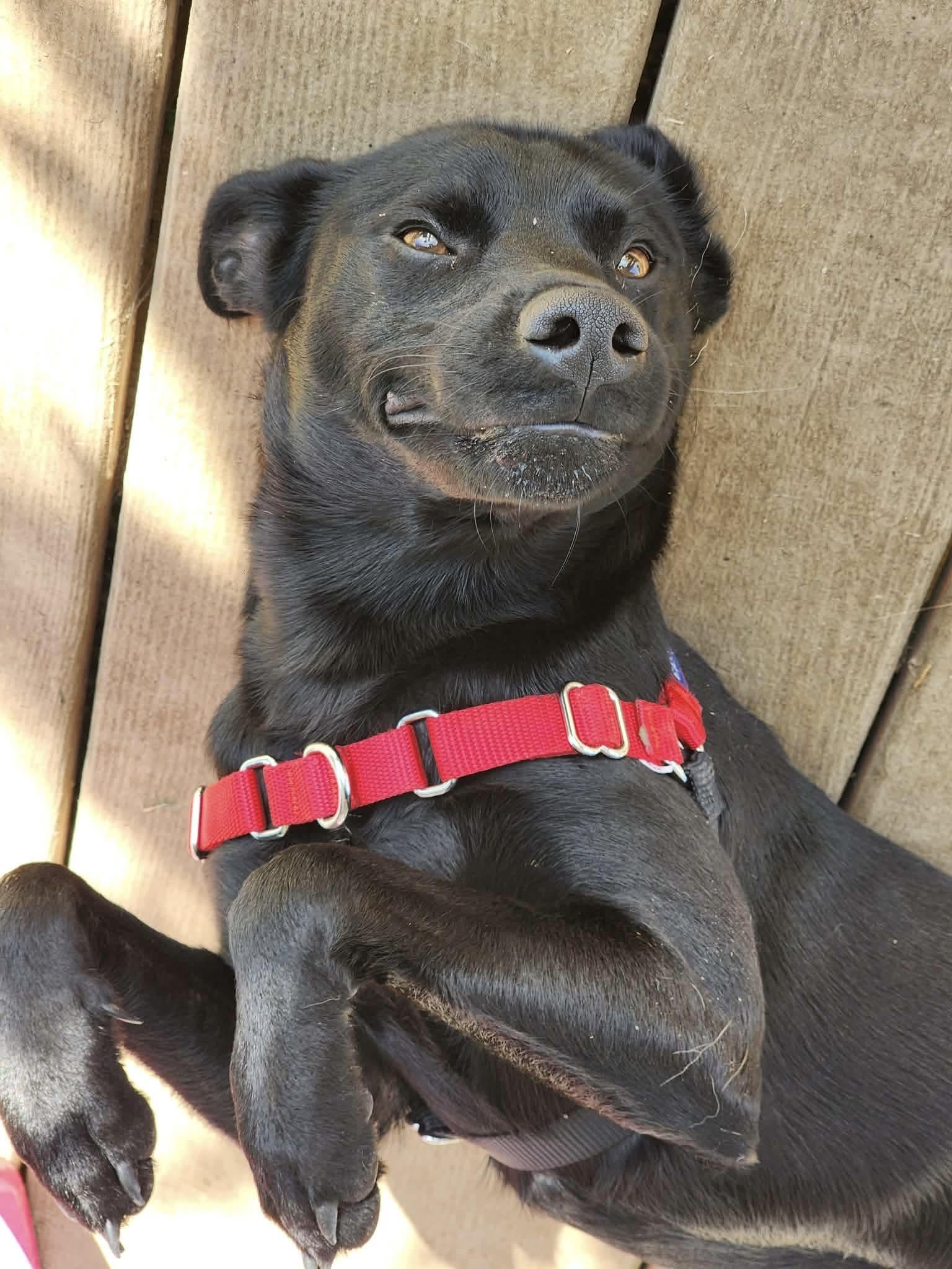 Xavier, a Adoptable Labrador Retriever in Hartford, CT image 4/6
