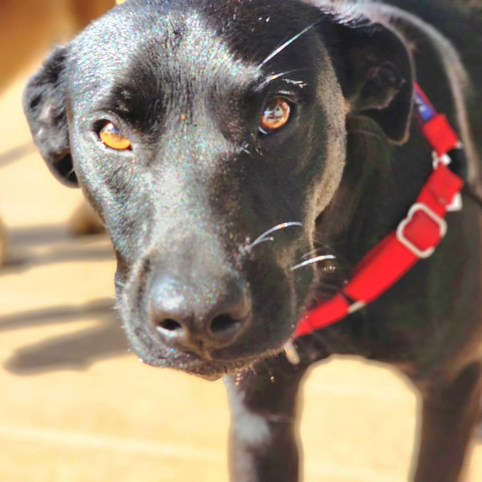 Xavier, a Adoptable Labrador Retriever in Hartford, CT image 5/6