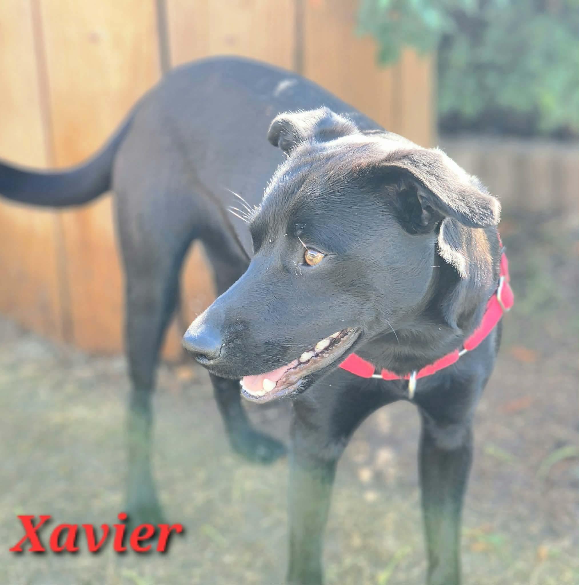 Xavier, a Adoptable Labrador Retriever in Hartford, CT image 6/6