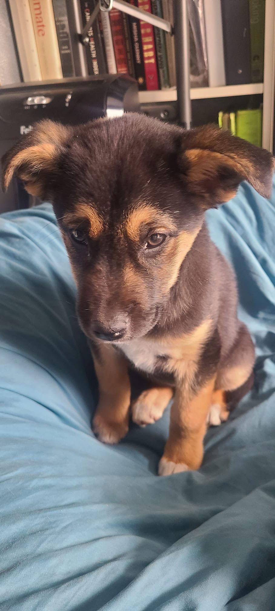 Enlarge Laika, a Adoptable German Shepherd Dog in Etobicoke, ON image 1/1
