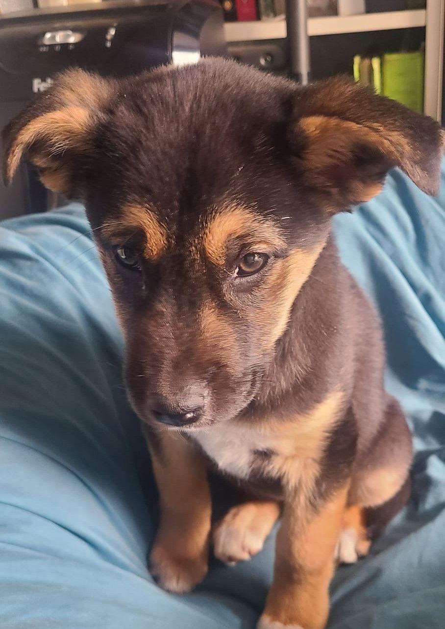 Laika, Adopted, Puppy Female German Shepherd Dog.