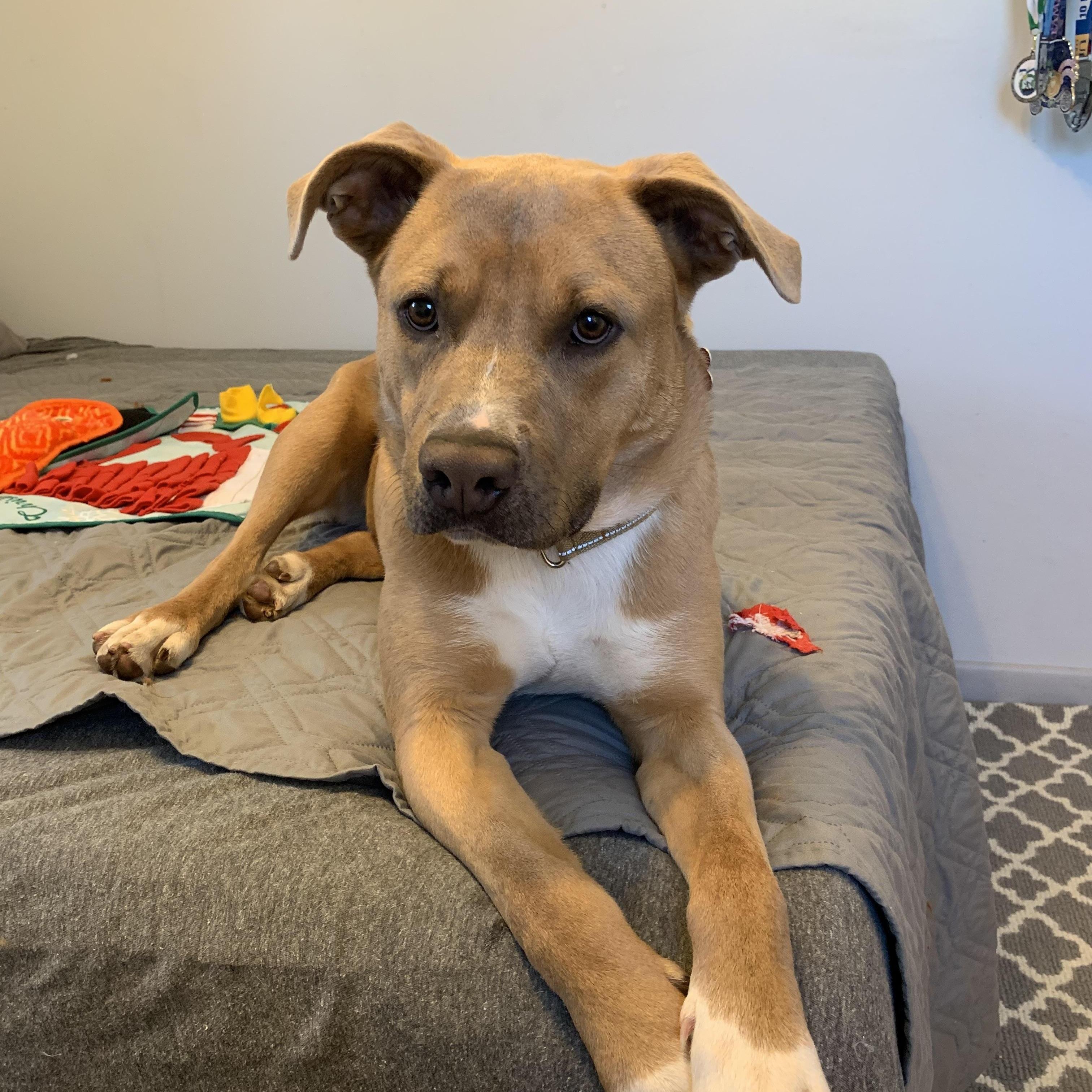 Enlarge Bratwurst, a Adoptable mixed breed in East Haddam, CT image 2/4