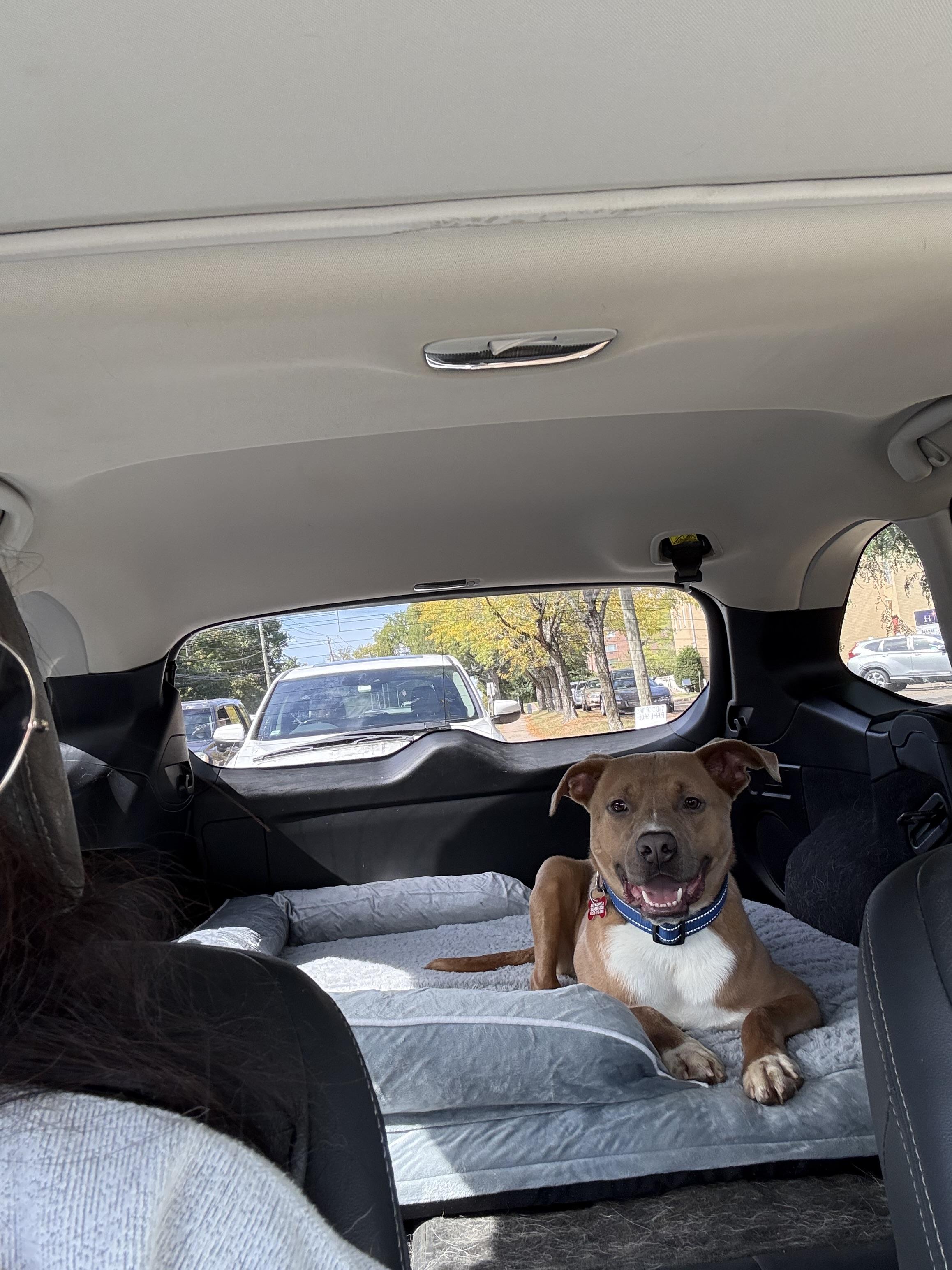 Enlarge Bratwurst, a Adoptable mixed breed in East Haddam, CT image 3/4