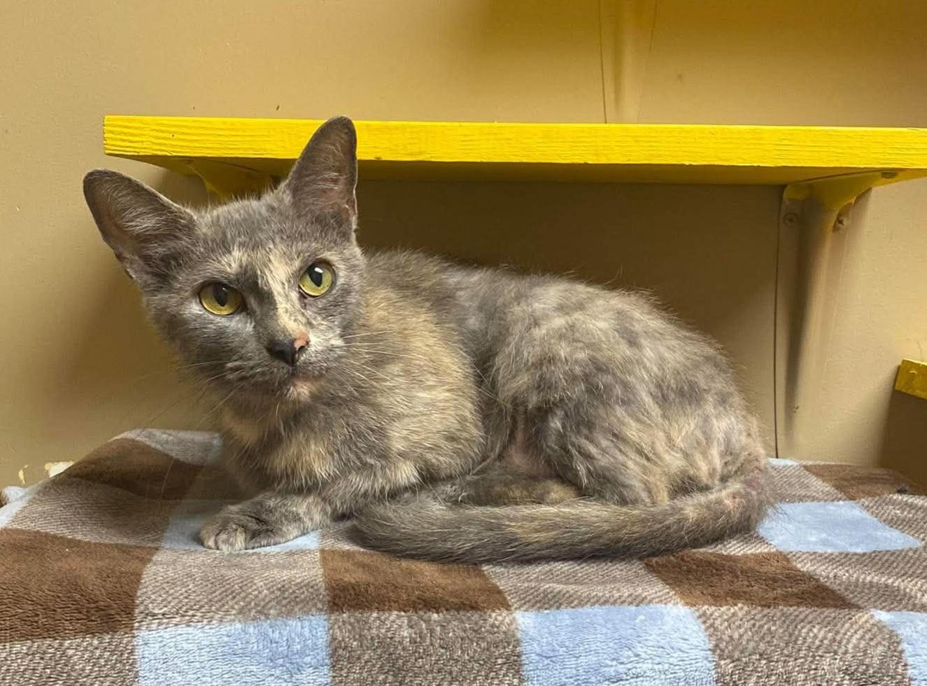 Enlarge Cindy, a Adoptable mixed breed in Maryville, MO image 2/2