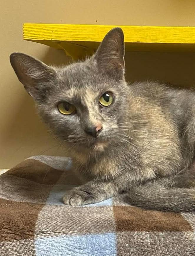 Enlarge Cindy, a Adoptable mixed breed in Maryville, MO image 1/2